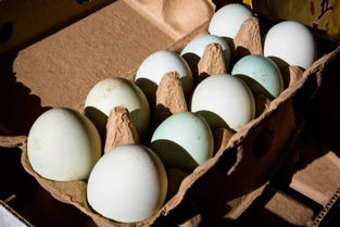 愛(ài)心匯聚，攜手同行——為大興鄉(xiāng)支前村農(nóng)副產(chǎn)品開(kāi)拓新銷路